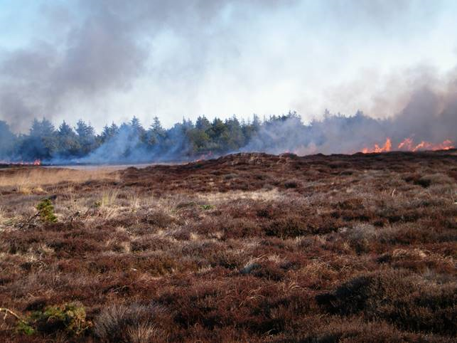 Hedeafbrænding ved Sønderho
